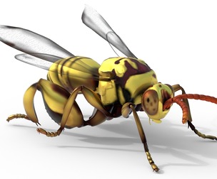chalcidoidea wasp