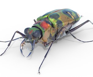 Cicindela chinensis japonica