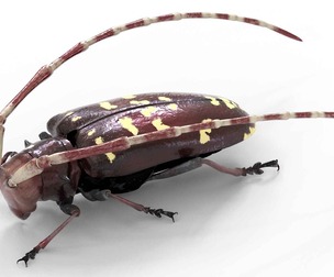 Citrus long-horned beetle