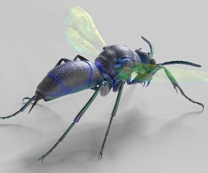 Cuckoo Wasps