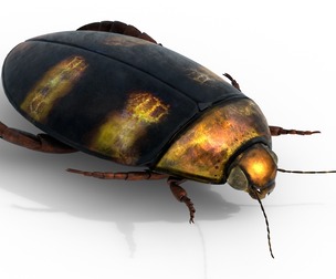 Cybister japonicus