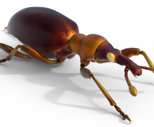 Cylas formicarius beetle
