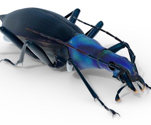 Damaster blaptoides goliath ground beetle