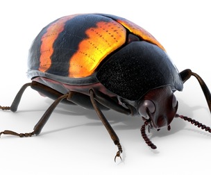 Diaperis boleti beetle