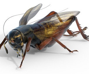 Emma field cricket
