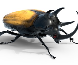 Eupatorus gracilicornis beetle