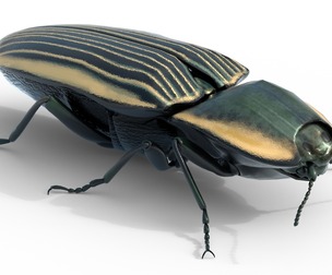 Eyed Elater Click Beetles