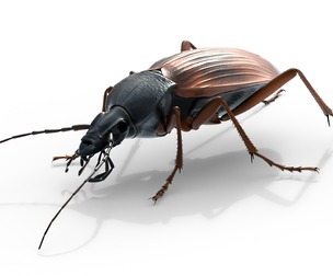 Flightless Ground Beetle
