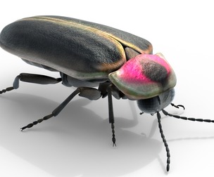 Genji firefly