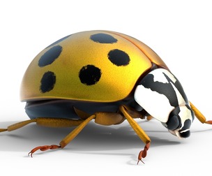 Harmonia axyridis beetle