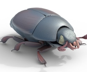 Hister beetle