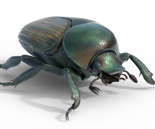 Japanese beetle