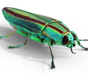 Jewel Beetle