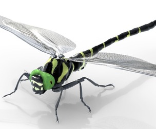 Jumbo dragonfly