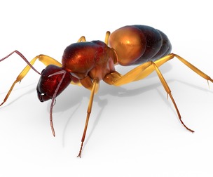 Lesser Red Carpenter Ant