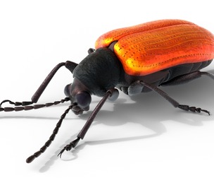 Lilioceris cheni leaf beetle