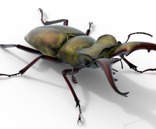 Lucanus maculifemoratus stag beetle