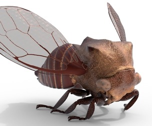 Machaerotypus sibiricus insect