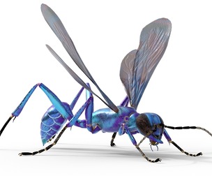 Metallic Blue Mud Dauber Wasp