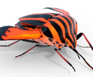 Minstrel bug
