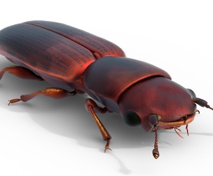 Minute Clubbed Beetles