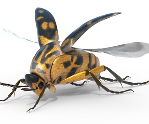 Mordellidae tumbling flower beetles