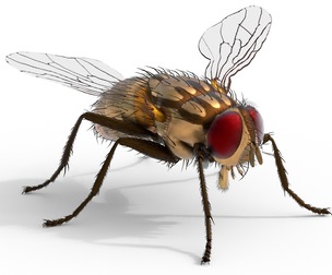 Musca domestica housefly