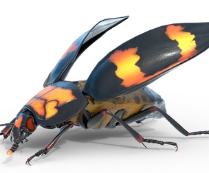 Nicrophorus vespilloides Beetle