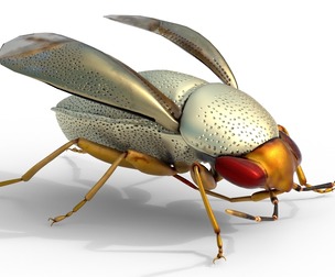 Piocoris varius insect