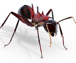 Polyrhachis lamellidens ant