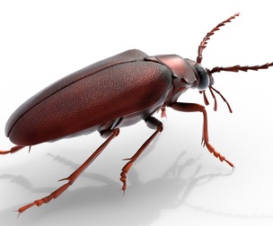 prionus geoffroy beetle
