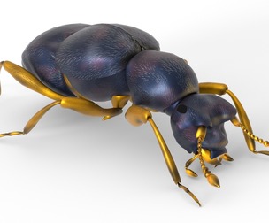 Pselaphid beetle