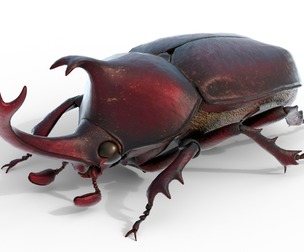 rhinoceros beetle