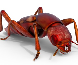 Rove Beetles insect