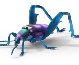 Sagra petelii beetle