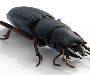 Scarites terricola ground beetle