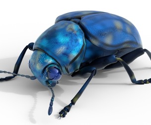 Scelodonta lewisii insects