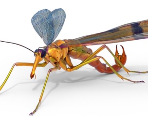 scorpion fly bug