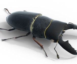 Serrognathus titanus