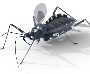 Sphedanolestes impressicollis insects