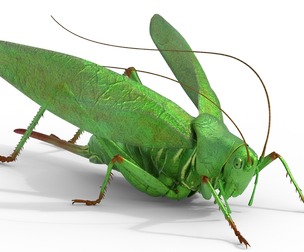 Tettigonia viridissima green bush