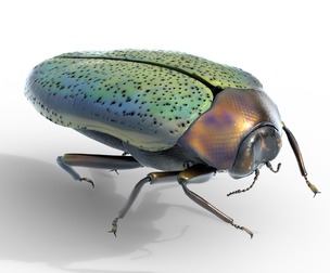 Trachys beetle