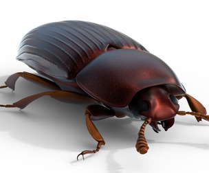 Uloma latimanus beetle