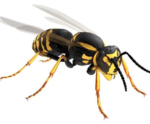 Vespula flaviceps wasp