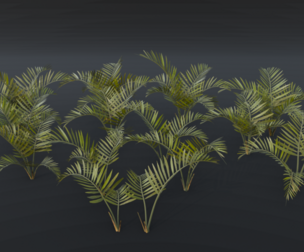 The Alexandra Palm Bush