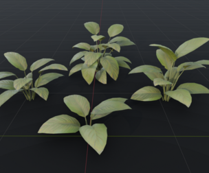 The BroadLeaf Lily Bush