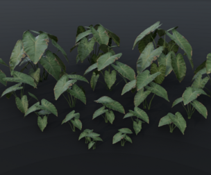 The BroadLeaf Taro Bush