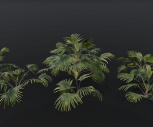 The Chinese Palm Bush