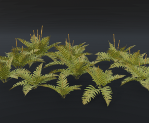 The Cinnamon Fern Bush