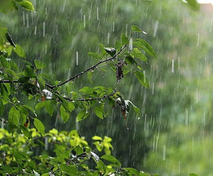 Sounds of Rain